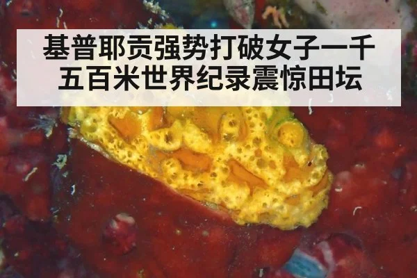 基普耶贡强势打破女子一千五百米世界纪录震惊田坛
